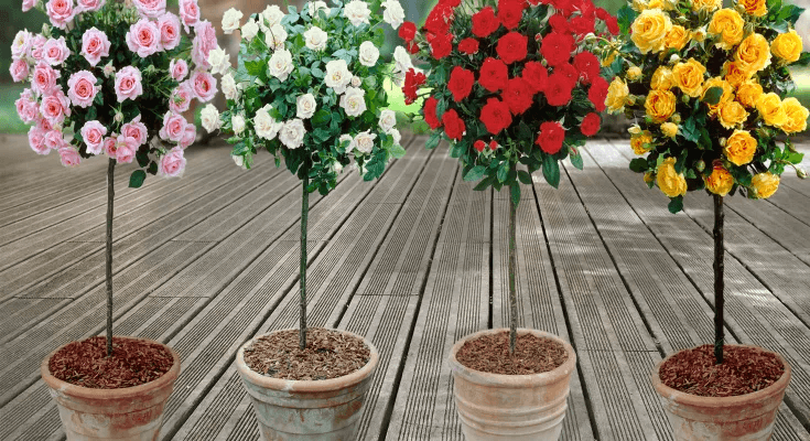 How to prune roses