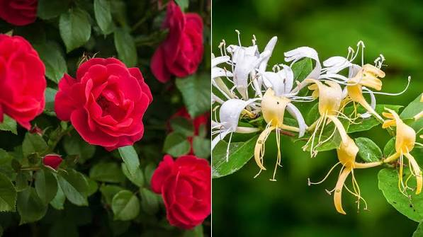 the roses