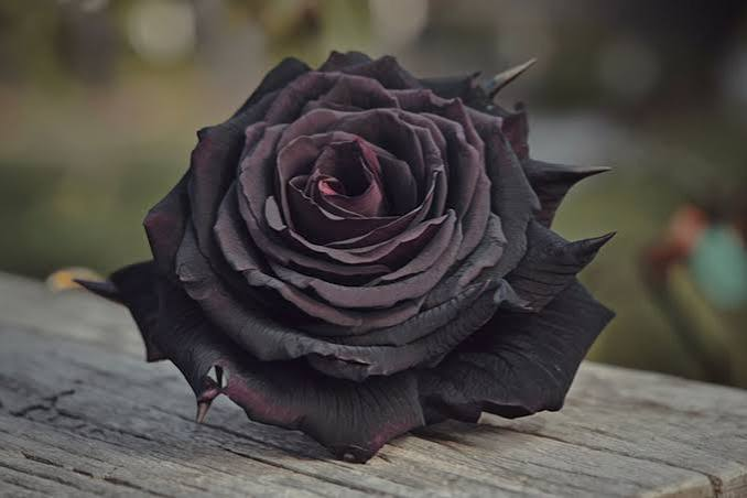 Black Roses