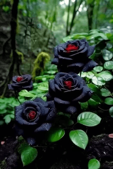Black Roses
